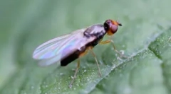 Morcov și morcovi zboară